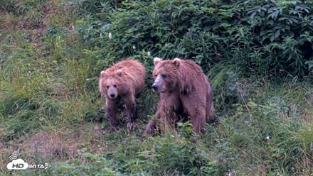Kodiak Alaska Brown Bears Live Webcam - Aug 11, 2026, 7:44am AKDT