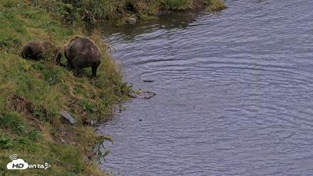 Kodiak Alaska Brown Bears Live Webcam - Aug 20, 2026, 8:25pm AKDT