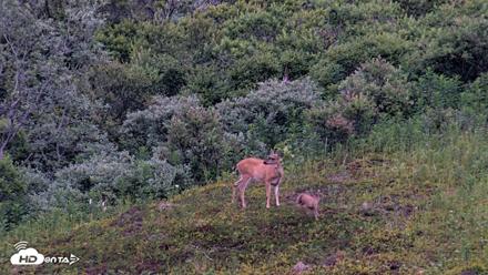 Kodiak Alaska Brown Bears Live Webcam - Aug 9, 2026, 9:48pm AKDT