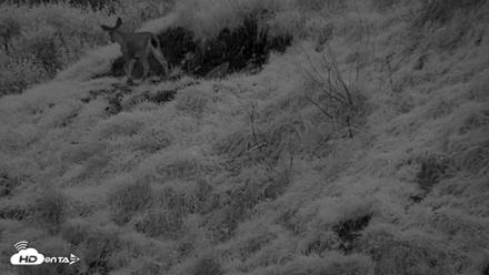 Kodiak Alaska Brown Bears Live Webcam - Oct 6, 2026, 8:07pm AKDT