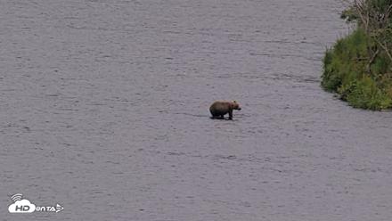 Kodiak Alaska Brown Bears Live Webcam - Aug 9, 2026, 9:27pm AKDT