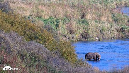 Kodiak Alaska Brown Bears Live Webcam - Oct 2, 2026, 5:38pm AKDT