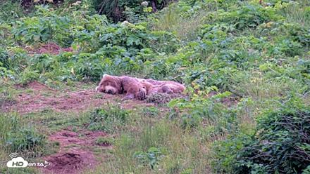 Kodiak Alaska Brown Bears Live Webcam - Aug 2, 2026, 9:19pm AKDT