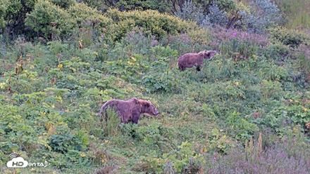 Kodiak Alaska Brown Bears Live Webcam - Aug 16, 2026, 11:52am AKDT