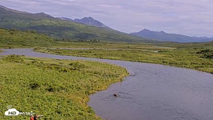 Kodiak Alaska Brown Bears Live Webcam - Jul 25, 2026, 5:22pm AKDT