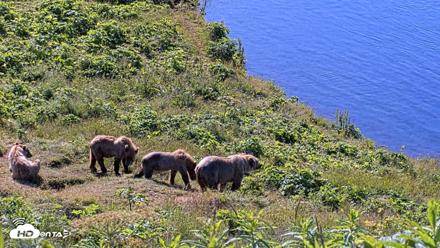 Kodiak Alaska Brown Bears Live Webcam - Jul 30, 2026, 10:49am AKDT