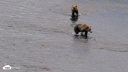 Kodiak Alaska Brown Bears Live Webcam - Aug 21, 2026, 7:59am AKDT