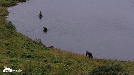 Kodiak Alaska Brown Bears Live Webcam - Aug 17, 2026, 8:45pm AKDT