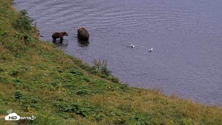 Kodiak Alaska Brown Bears Live Webcam - Aug 20, 2026, 8:24pm AKDT