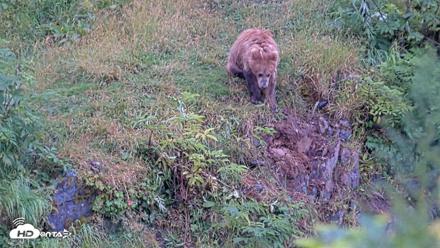 Kodiak Alaska Brown Bears Live Webcam - Aug 13, 2026, 1:55pm AKDT