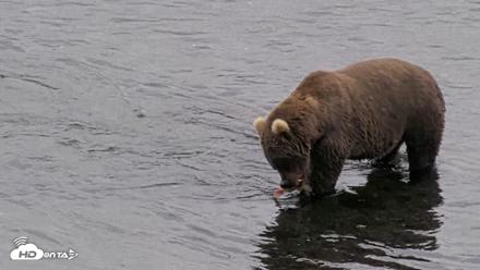 Kodiak Alaska Brown Bears Live Webcam - Aug 18, 2026, 4:57pm AKDT