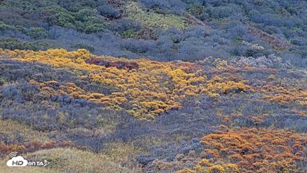 Kodiak Alaska Brown Bears Live Webcam - Oct 17, 2026, 3:55pm AKDT
