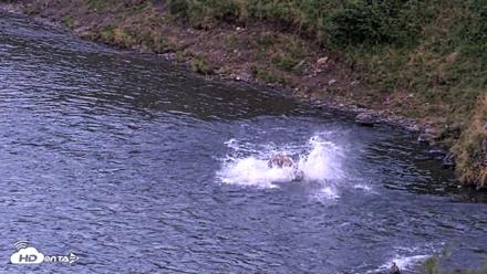 Kodiak Alaska Brown Bears Live Webcam - Aug 26, 2026, 9:42pm AKDT