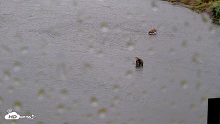 Kodiak Alaska Brown Bears Live Webcam - Aug 13, 2026, 2:28pm AKDT