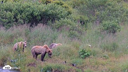 Kodiak Alaska Brown Bears Live Webcam - Aug 6, 2026, 7:13pm AKDT