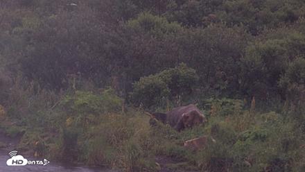 Kodiak Alaska Brown Bears Live Webcam - Aug 16, 2026, 7:50am AKDT