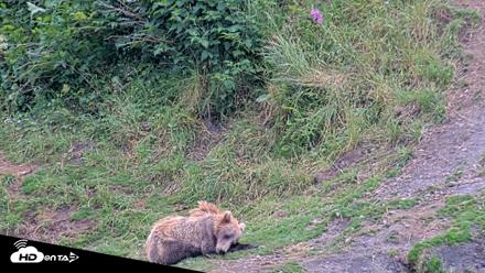 Kodiak Alaska Brown Bears Live Webcam - Aug 7, 2026, 5:39pm AKDT