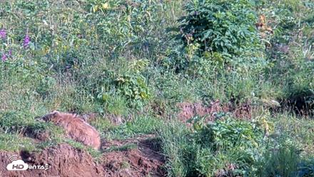 Kodiak Alaska Brown Bears Live Webcam - Aug 11, 2026, 7:44pm AKDT