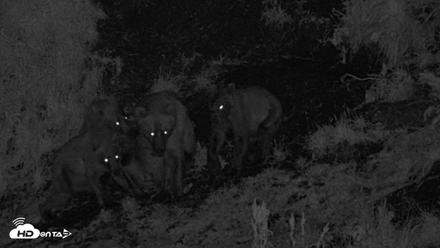 Kodiak Alaska Brown Bears Live Webcam - Aug 6, 2026, 12:08am AKDT
