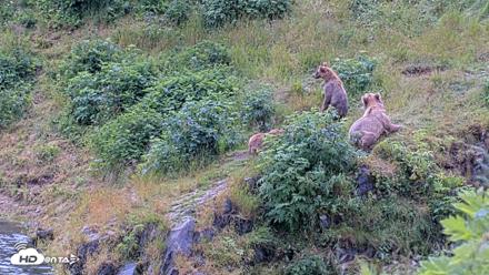 Kodiak Alaska Brown Bears Live Webcam - Aug 4, 2026, 1:35pm AKDT