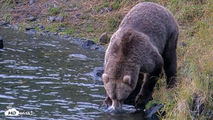 Kodiak Alaska Brown Bears Live Webcam - Aug 14, 2026, 7:41am AKDT