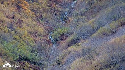Kodiak Alaska Brown Bears Live Webcam - Oct 17, 2026, 3:53pm AKDT