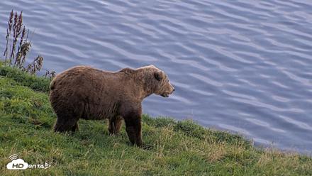 Kodiak Alaska Brown Bears Live Webcam - Oct 1, 2026, 6:58pm AKDT