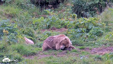 Kodiak Alaska Brown Bears Live Webcam - Aug 14, 2026, 3:39pm AKDT