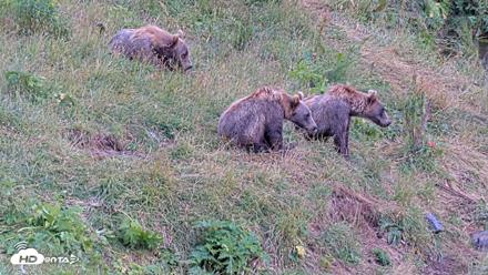 Kodiak Alaska Brown Bears Live Webcam - Aug 10, 2026, 5:06pm AKDT