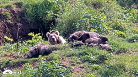 Kodiak Alaska Brown Bears Live Webcam - Aug 21, 2026, 3:28pm AKDT