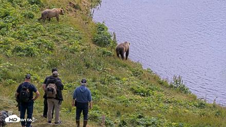 Kodiak Alaska Brown Bears Live Webcam - Aug 2, 2026, 1:27pm AKDT