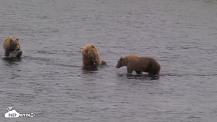 Kodiak Alaska Brown Bears Live Webcam - Aug 12, 2026, 4:24pm AKDT