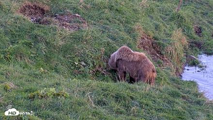 Kodiak Alaska Brown Bears Live Webcam - Oct 1, 2026, 7:00pm AKDT