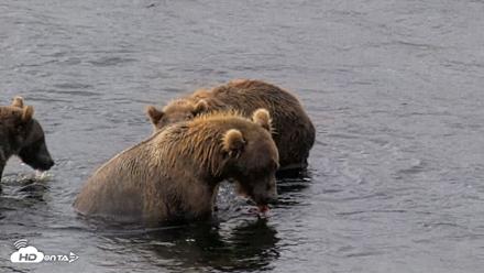 Kodiak Alaska Brown Bears Live Webcam - Aug 18, 2026, 10:02am AKDT