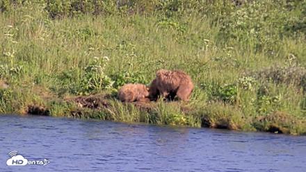Kodiak Alaska Brown Bears Live Webcam - Jul 25, 2026, 6:55pm AKDT