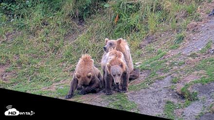 Kodiak Alaska Brown Bears Live Webcam - Aug 2, 2026, 8:38pm AKDT