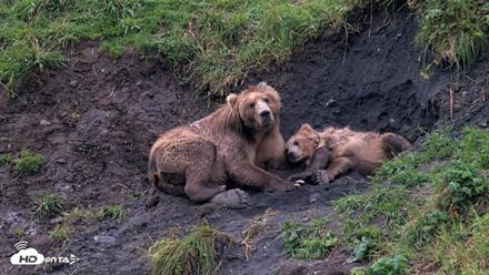 Kodiak Alaska Brown Bears Live Webcam - Aug 17, 2026, 7:28pm AKDT