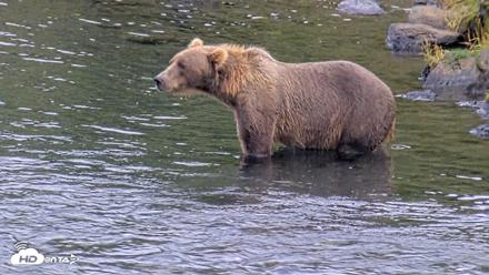 Kodiak Alaska Brown Bears Live Webcam - Aug 20, 2026, 7:01pm AKDT
