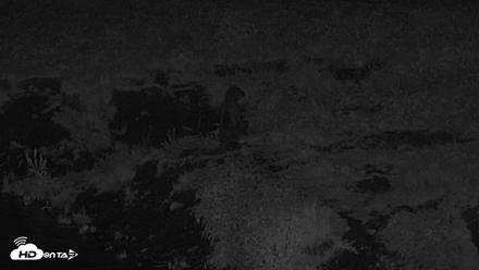 Kodiak Alaska Brown Bears Live Webcam - Aug 18, 2026, 10:55pm AKDT