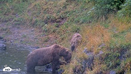 Kodiak Alaska Brown Bears Live Webcam - Aug 16, 2026, 2:47pm AKDT