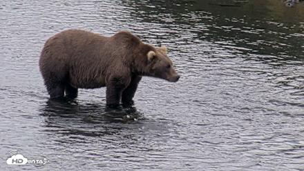 Kodiak Alaska Brown Bears Live Webcam - Aug 20, 2026, 5:55pm AKDT