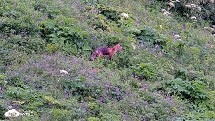 Kodiak Alaska Brown Bears Live Webcam - Jul 22, 2026, 3:37pm AKDT
