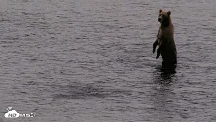 Kodiak Alaska Brown Bears Live Webcam - Aug 18, 2026, 7:28am AKDT