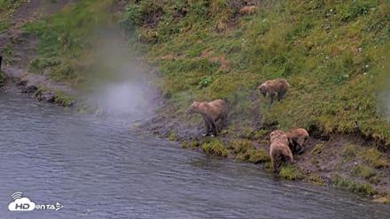 Kodiak Alaska Brown Bears Live Webcam - Aug 12, 2026, 1:49pm AKDT