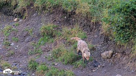 Kodiak Alaska Brown Bears Live Webcam - Aug 22, 2026, 7:43pm AKDT