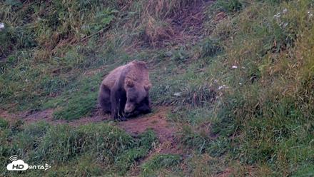 Kodiak Alaska Brown Bears Live Webcam - Aug 14, 2026, 9:43am AKDT