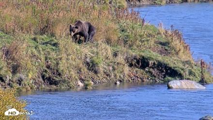 Kodiak Alaska Brown Bears Live Webcam - Oct 2, 2026, 3:05pm AKDT