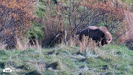 Kodiak Alaska Brown Bears Live Webcam - Oct 21, 2026, 3:10pm AKDT