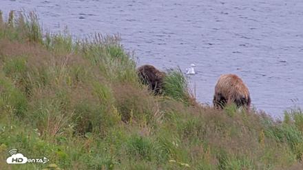 Kodiak Alaska Brown Bears Live Webcam - Aug 10, 2026, 6:40pm AKDT