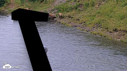 Kodiak Alaska Brown Bears Live Webcam - Aug 6, 2026, 7:34pm AKDT